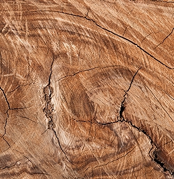 Particolare che ritrae la sezione di un albero. Legno utilizzato in architettura per soluzioni green